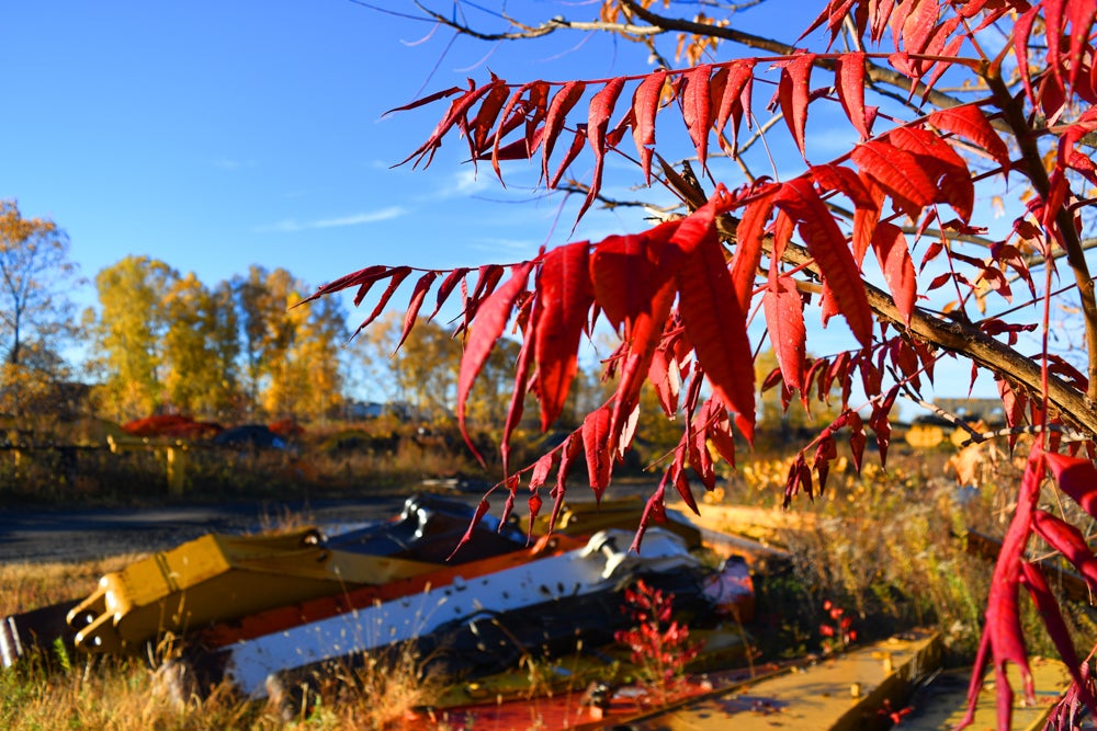 excavator sticks and tree leaves